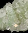 Zoned Apophyllite Crystal Cluster - India #44434-1